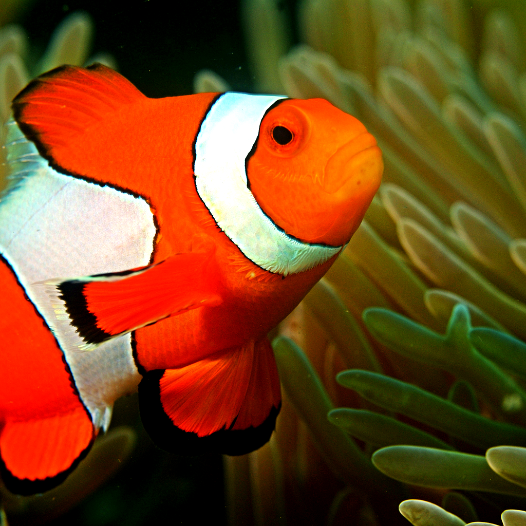 Fish Hunter Arcade